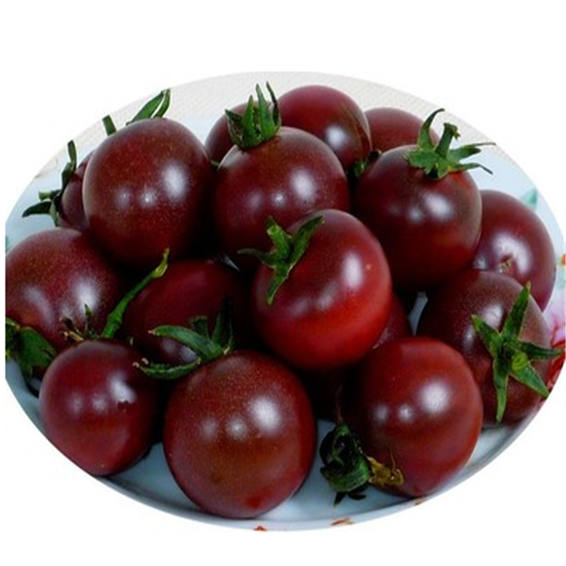 圣女果樱桃小番茄种子迷你番茄紫玉珍珠番茄阳台庭院盆栽种