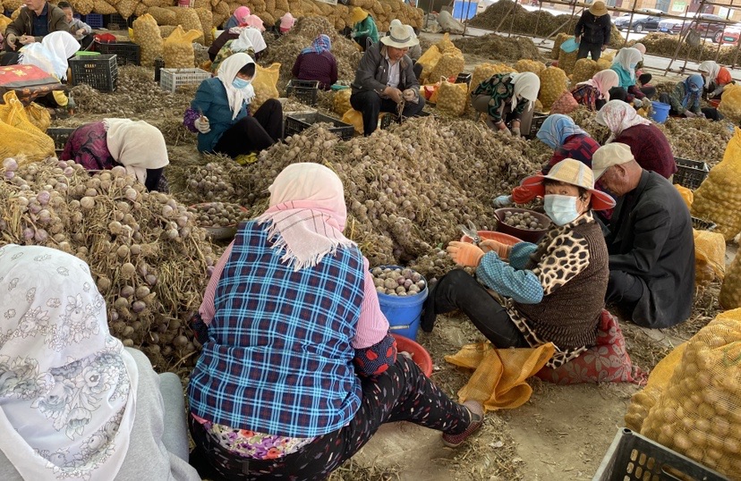 新鲜一级独头蒜甘肃民乐紫皮独头蒜20年新鲜大蒜5斤包邮农家自种产地