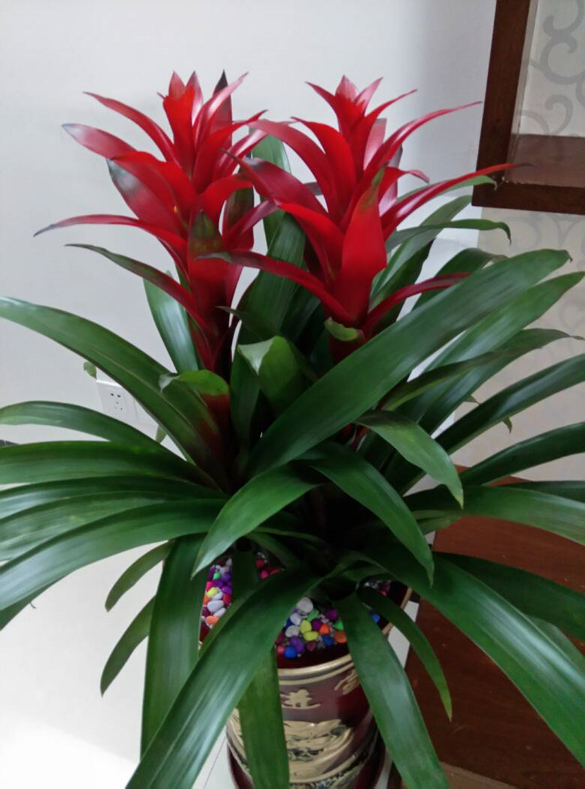 发财树鸿运当头凤梨花吉利红星室内绿