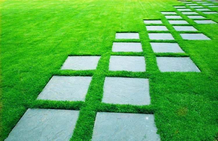 回固园艺用品 回固地毯草种子绿化草坪草籽四季常青庭院矮生草种草皮