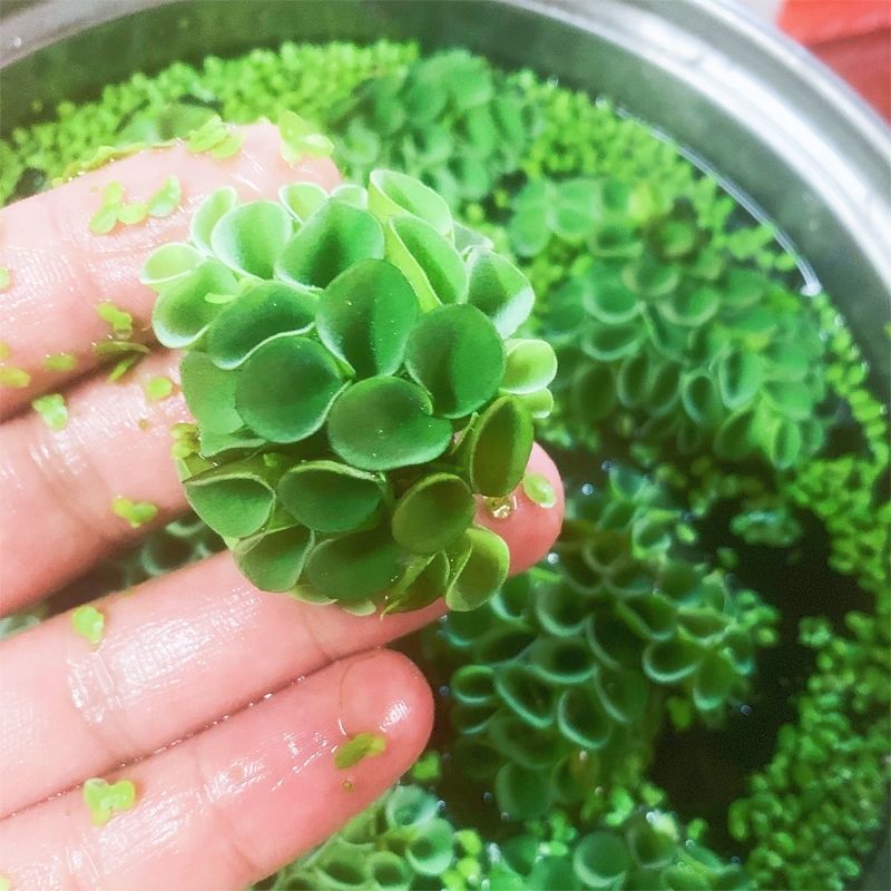 湛航宠物日用肚兜萍鱼缸浮萍水草养鱼养龟虾净化水质浮草水生植物水族箱造景 价格图片品牌报价 苏宁易购湛航陶瓷旗舰店