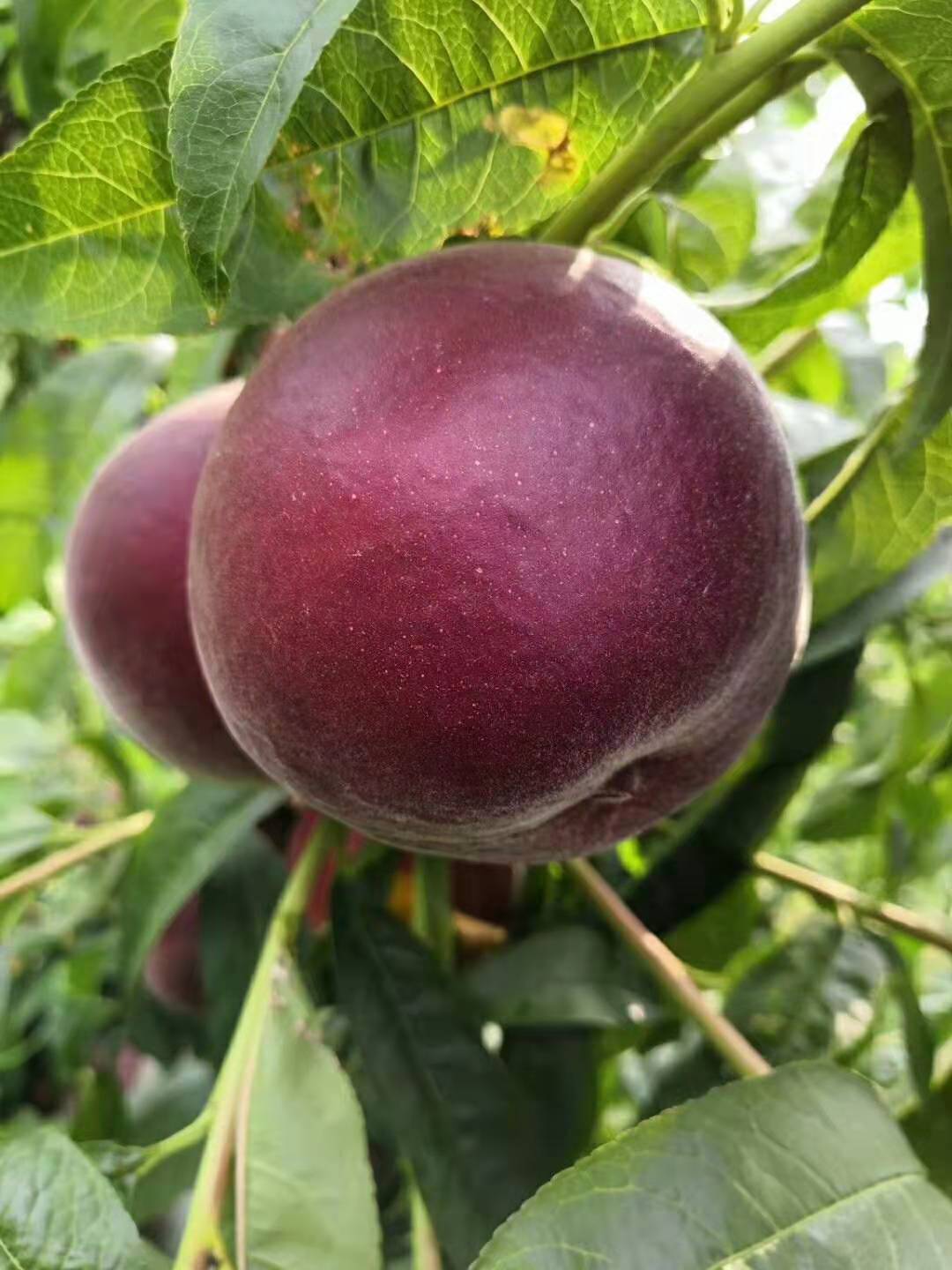 嫁接黑桃王树苗南方北方种植黑桃皇后桃树苗当年结果地栽黑桃王苗