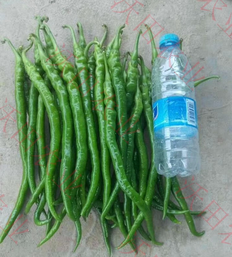 超长线椒种子超辣顺直辣椒种籽高产四季盆栽螺丝椒蔬菜苗瓜果