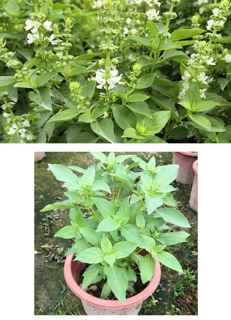 九层塔金不换植物罗勒叶食用盆栽调味香料新鲜苗室外阳台绿植