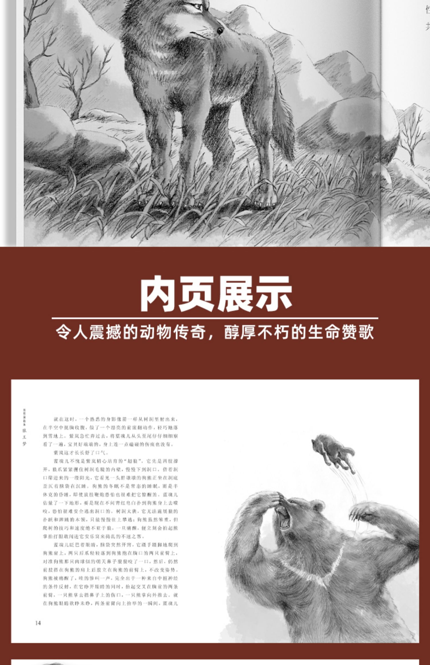 沈石溪画本狼王梦共5册沈石溪动物小说系列三四五六年级小学生课外