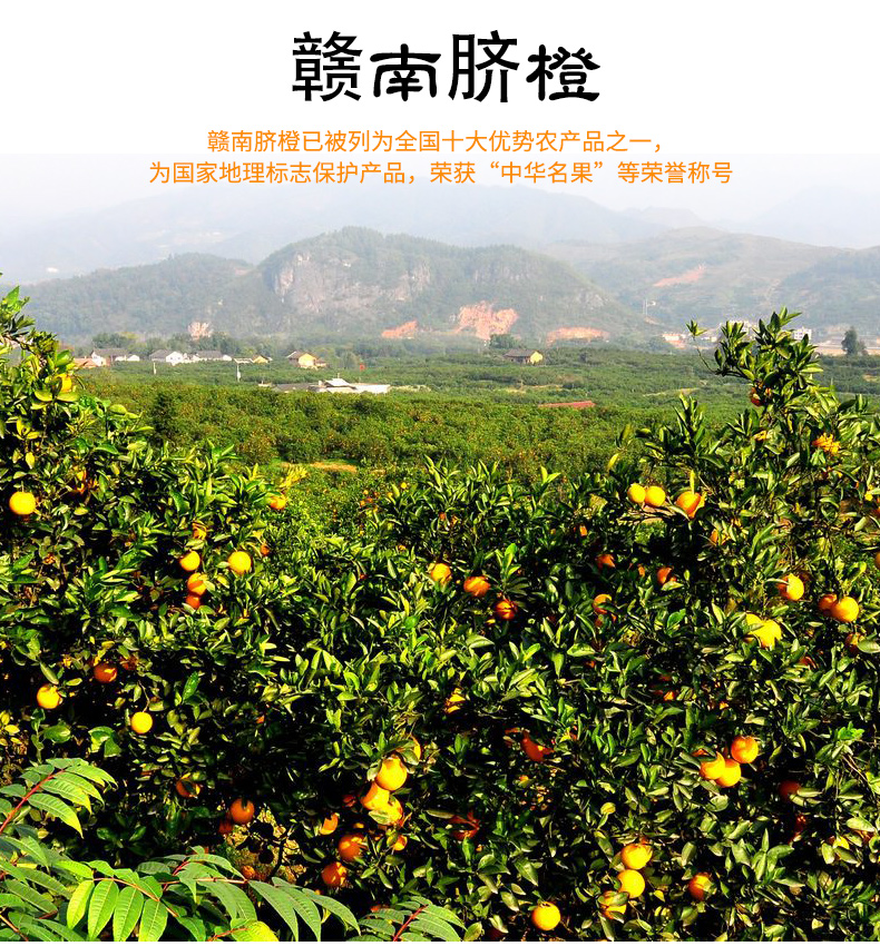 箱装产地:中国江西赣州市国产/进口:国产品种:脐橙类别:橙子品牌:青孖