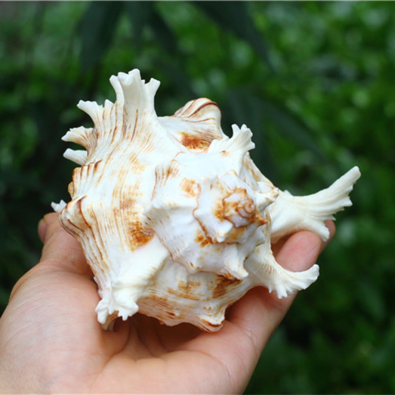 天然超大白海螺贝壳千手螺麒麟螺家居摆件收藏礼品纪念品珊瑚
