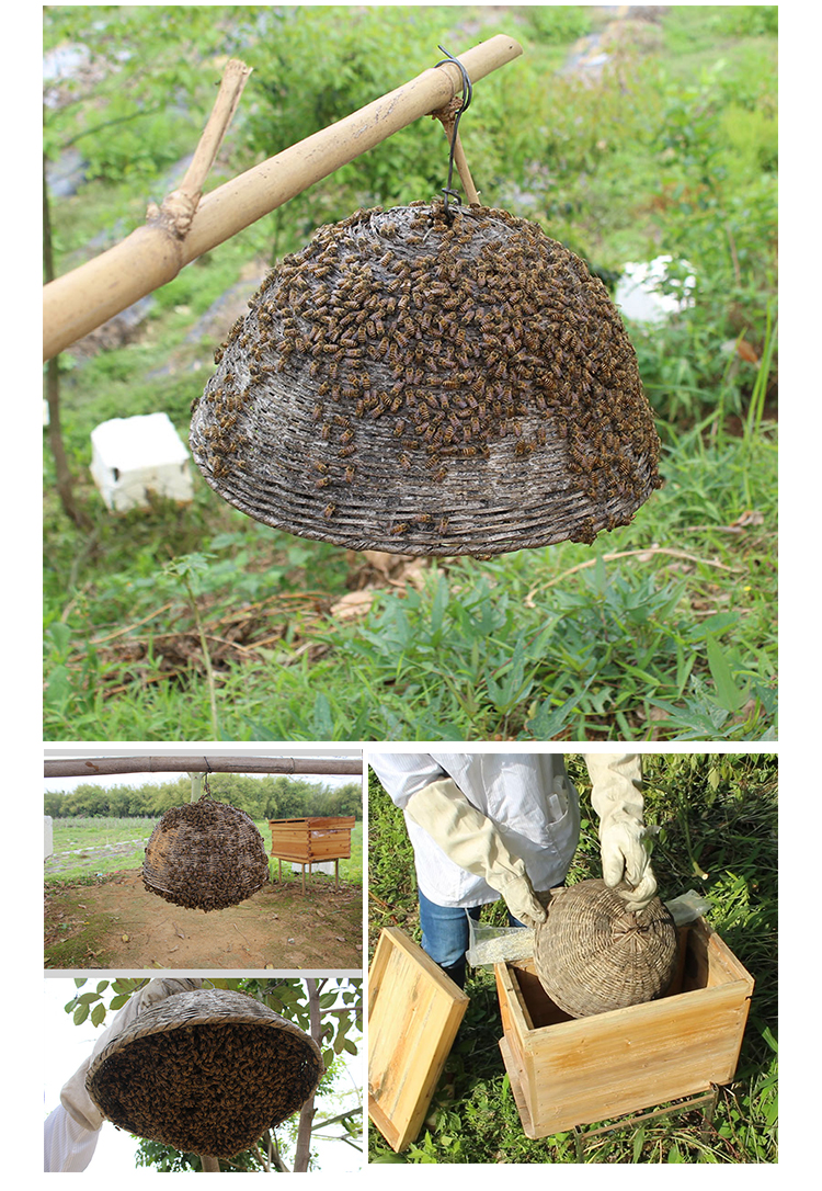 定做 收蜂笼 竹制收蜂笼 蜂箱 养蜂用具 蜜蜂蜜 招蜂笼引蜂篓上蜂帽