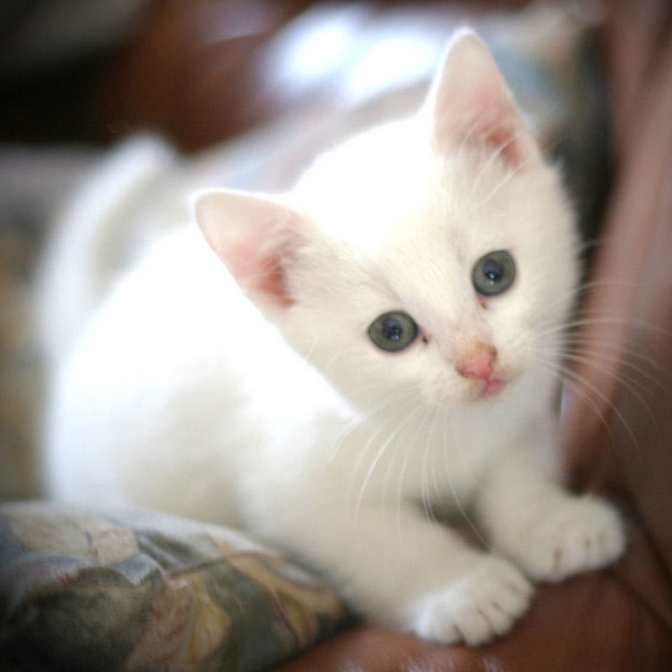 白色田园猫照片图片