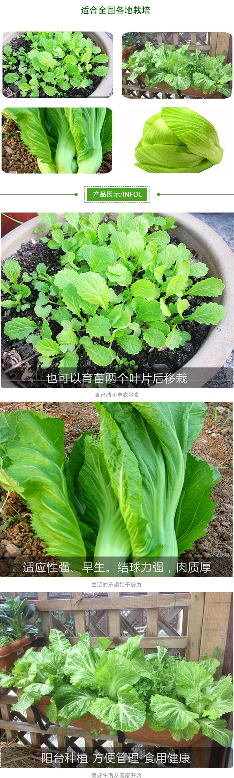 包心芥菜種子菜膽葉用芥菜蔬菜種子小菜園陽臺盆栽四季播