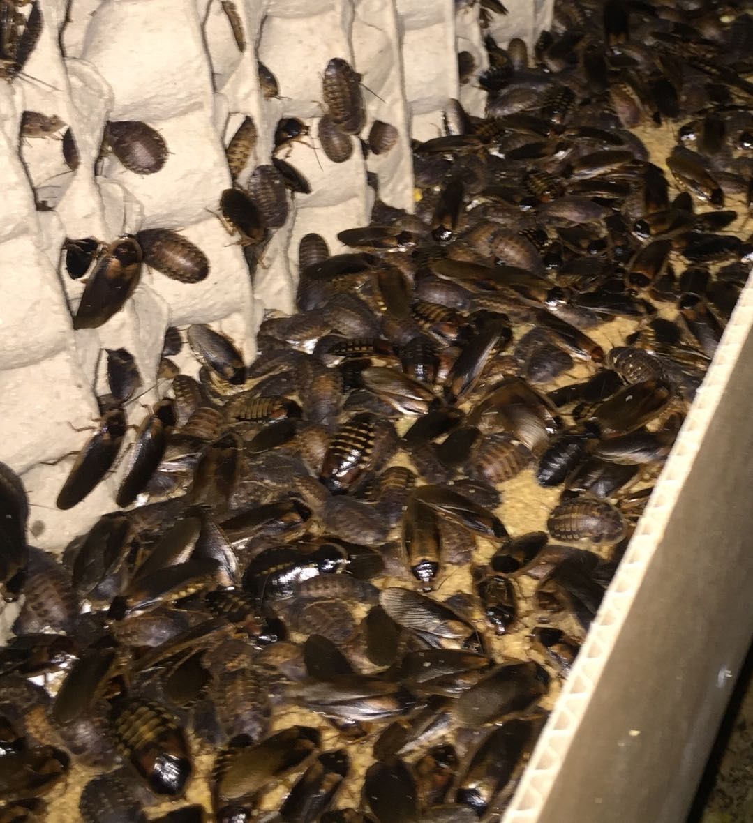 《杜比亚蟑螂活体幼体繁殖组蜥蜴龙鱼守宫变色龙活饵饲料超樱桃蟋蟀