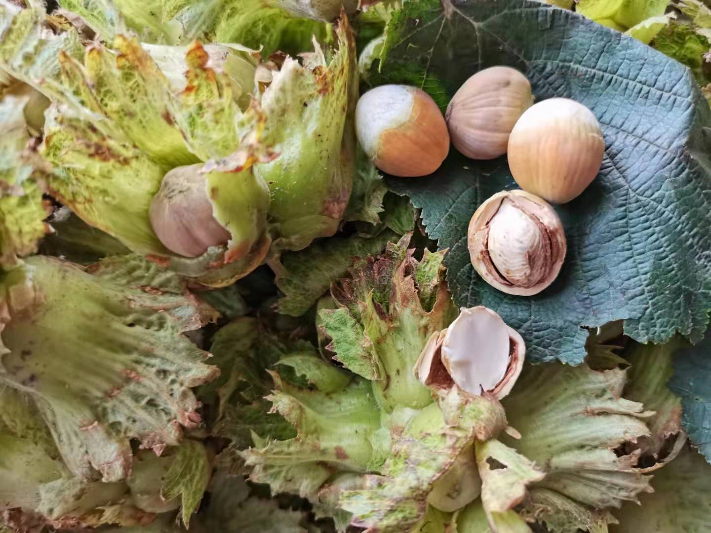 辽宁东北新鲜大榛子新鲜脱绿皮水仁1000g顺丰2斤