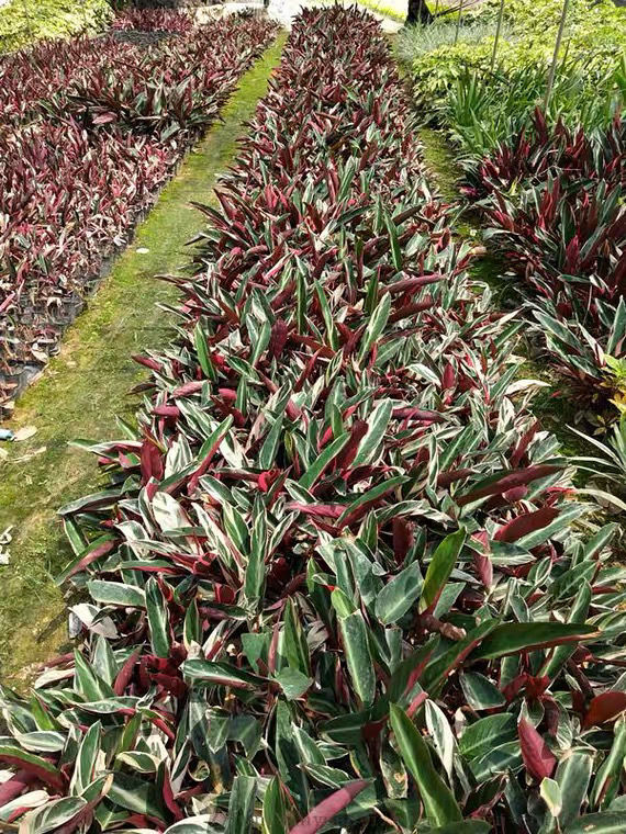 【莱杉鲜花绿植】 凤凰羽水培七彩竹芋植物室内绿植花卉盆栽水养好养