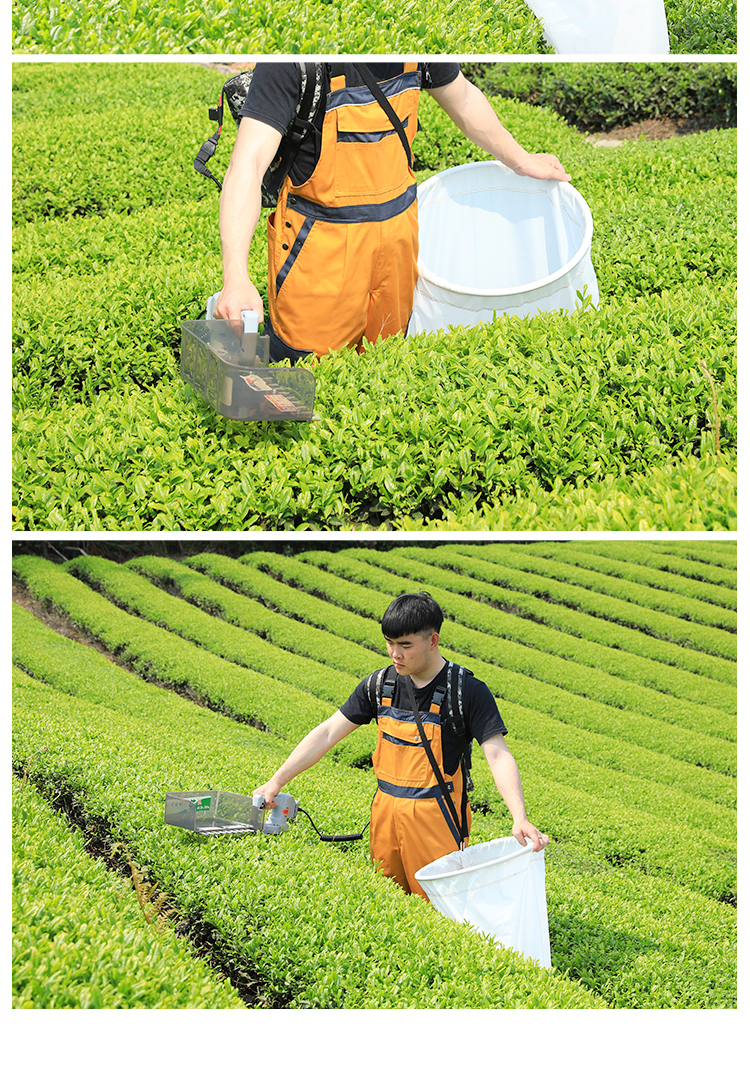 仿人工采茶机 单芽图片