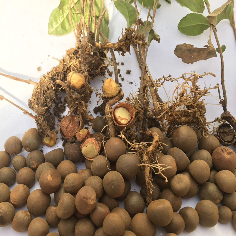 茶花树种子 茶叶数种子 杂交红花油茶籽批