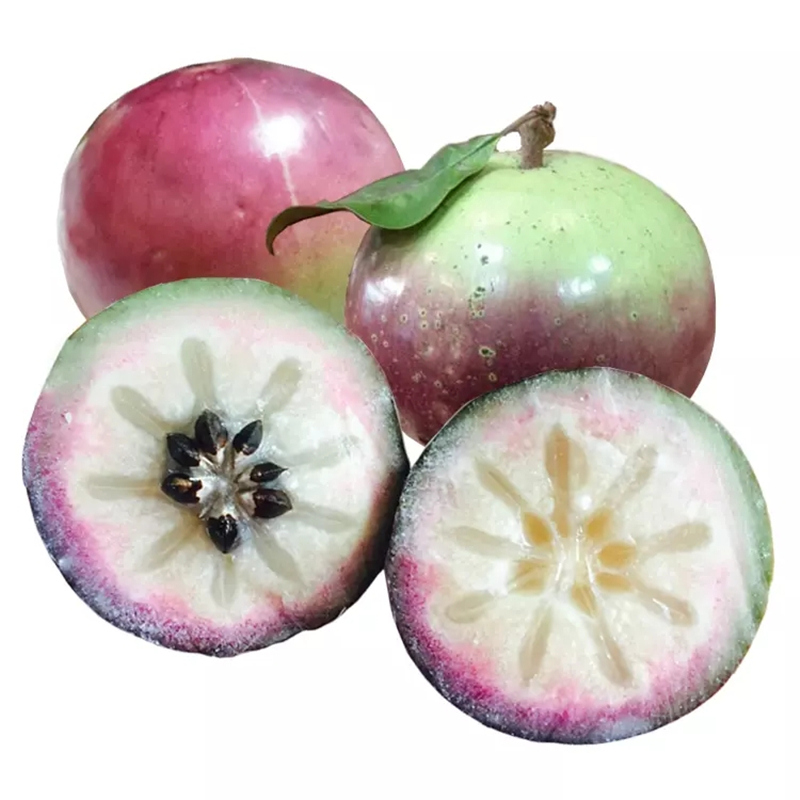 【xj】牛奶果 热带新鲜水果 金星果 月子宝宝星苹果可开发票 5斤