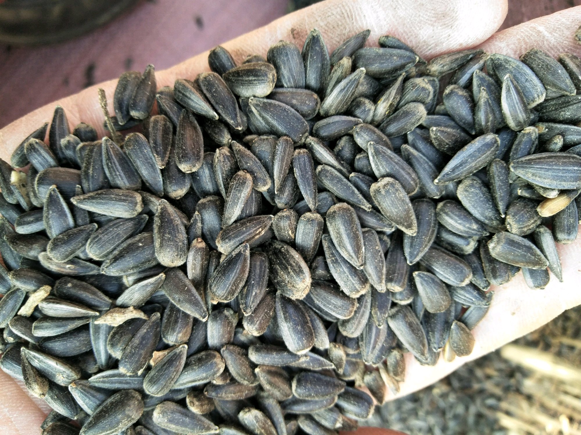 优友油葵种子美国矮大头油葵种子榨油专用葵花籽一年生花造景观赏苗