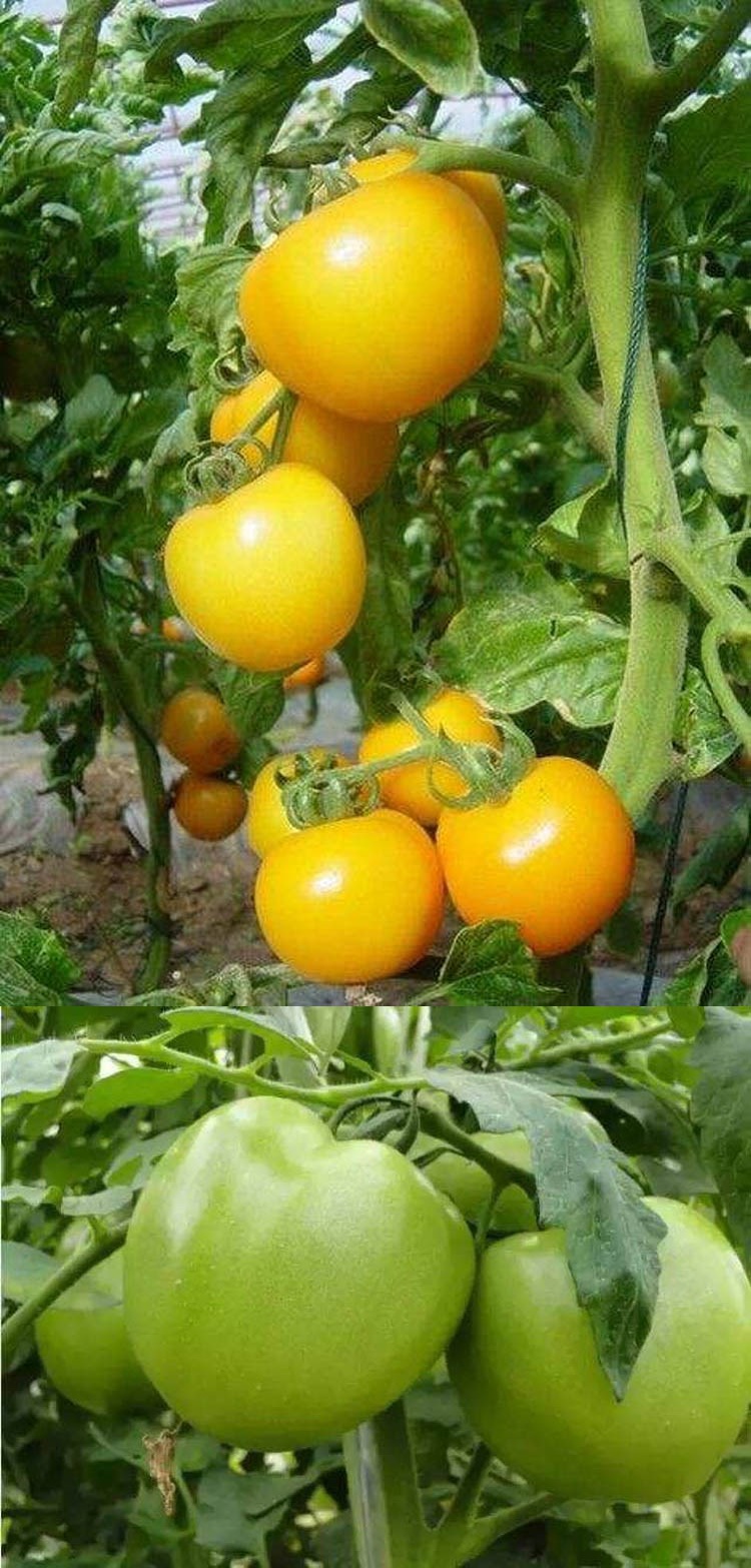 贼不偷西红柿种子绿西红柿东北大柿子种子番茄绿柿子番茄种子