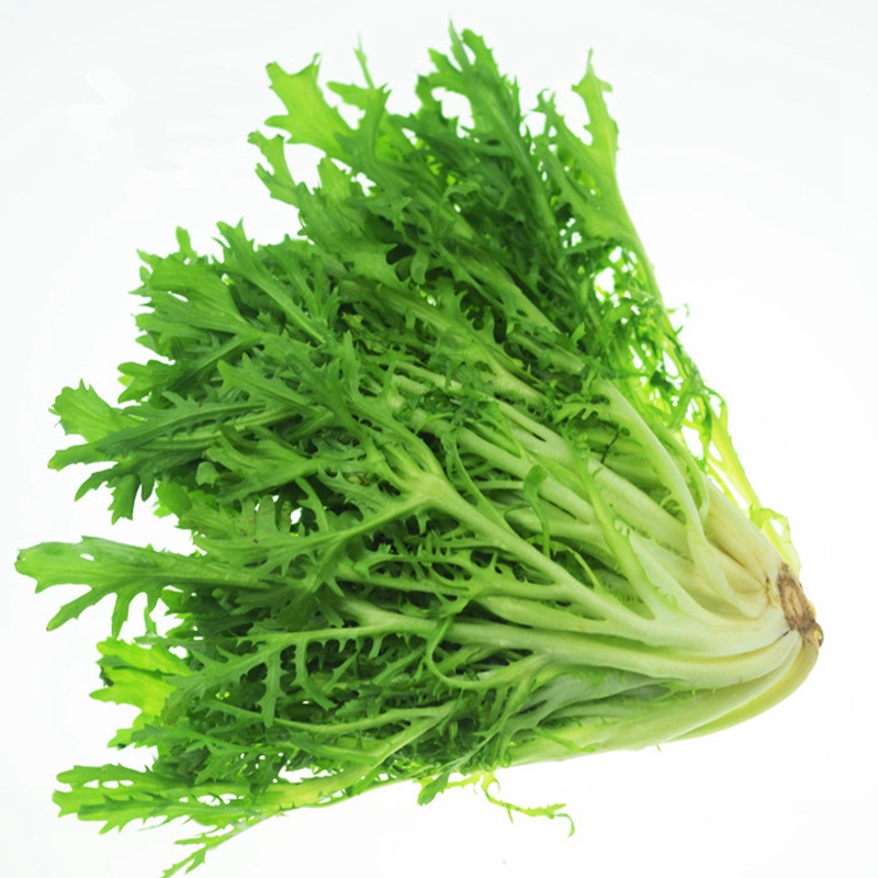 苦叶生菜250g狗牙菜沙拉菜新鲜蔬菜日天可开发票