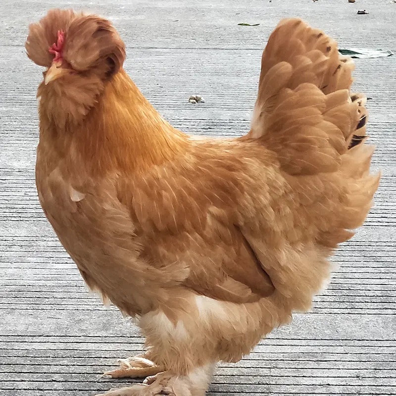 半亩鸡鲜芙蓉江五爪鸡115kg散养