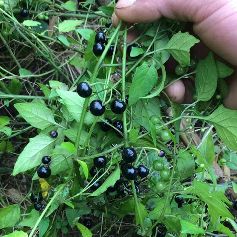 xj新鲜龙葵果500g野葡萄黑悠悠黑呦呦黑星星天茄子果可开发票500g