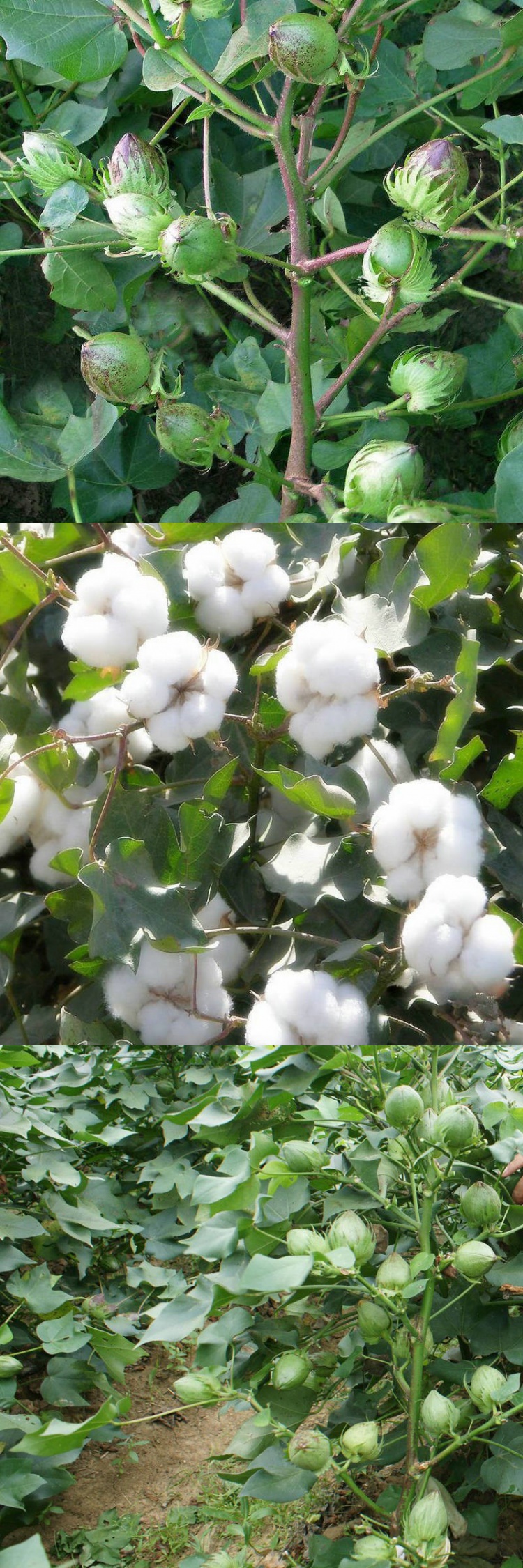 千斤王棉籽新疆棉花大桃大田国审高产抗虫棉花种子棉铃懒汉抗重茬