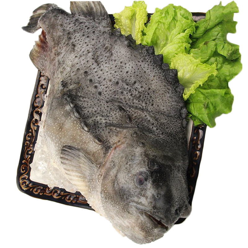 xj海参斑鱼500g生鲜新鲜冰岛海鱼海鲜可开发票