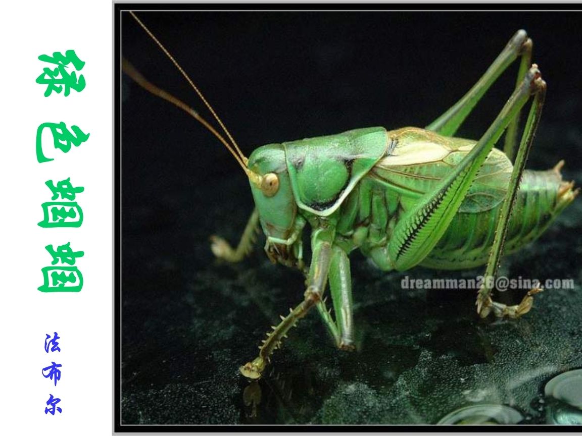 蝈蝈笼1个蝈蝈活虫铁皮蝈蝈山东特产扎嘴绿蝈蝈夏蝈蝈过冬蝈蝈鸣虫