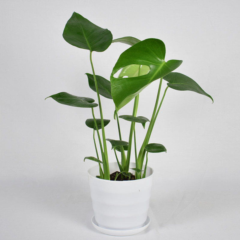 子暄龟背竹室内绿植盆栽水培植物