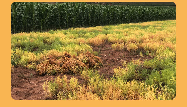 汶优香(wenyouxiang)面粉 甘肃特产扁豆面粉纯豆粉小扁豆面绿扁豆粉