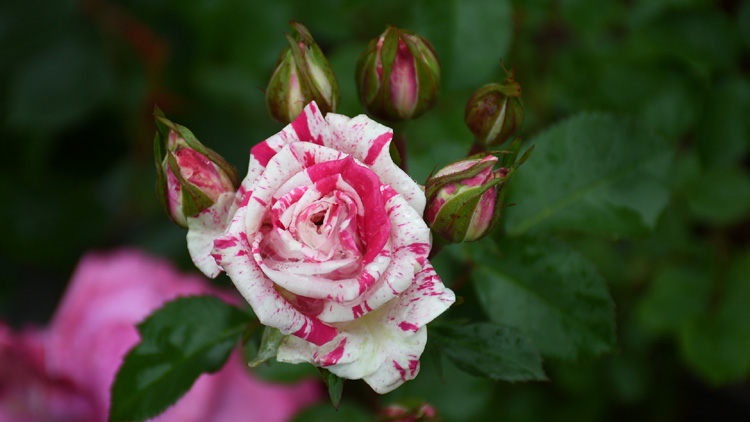 阳台微型月季闪电舞条纹多头盆栽微月观花绿植四季花卉绿色植物