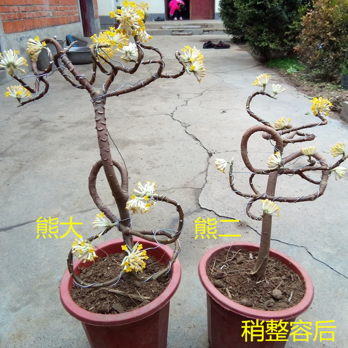 吉祥植物爱情树金腰带结香花苗结
