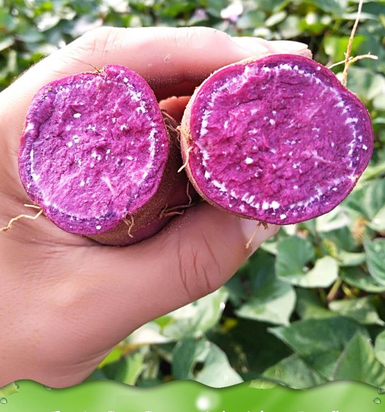 紫薯新鲜紫薯山东沂蒙山紫薯沙地紫薯地瓜紫心红薯紫地瓜2/5/10斤甘鲜