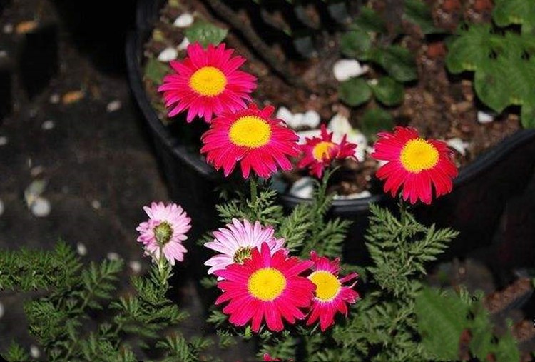 驱蚊植物除虫菊四季室外多年生花种子庭院花草户外宿根花籽耐热草花