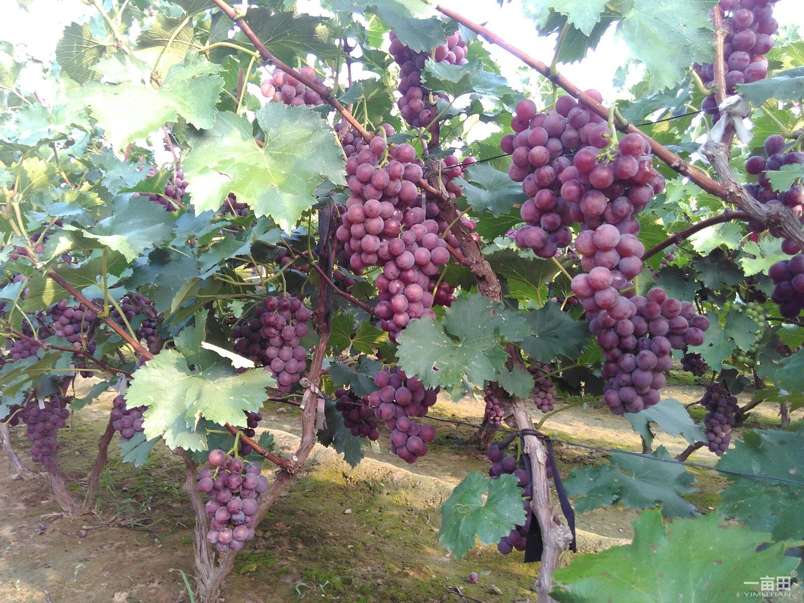 子暄葡萄苗木巨峰夏秋黑紅提馬奶美人指陽光玫瑰甜蜜藍寶石葡萄樹苗