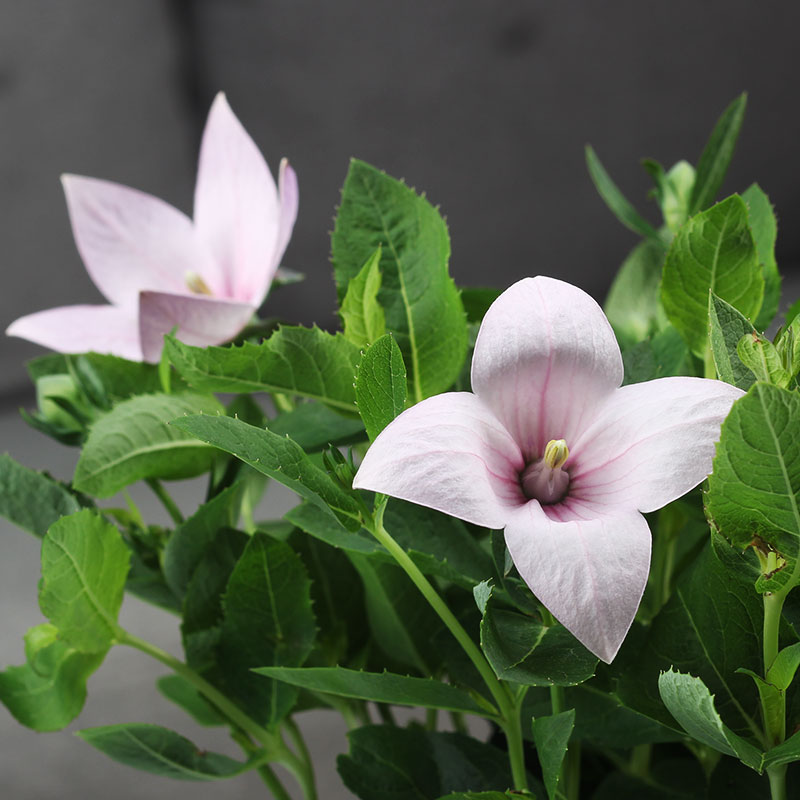 中華洋桔梗花盆栽鮮花綠植綠色花苗白色紫色粉色五星花卉庭院陽臺