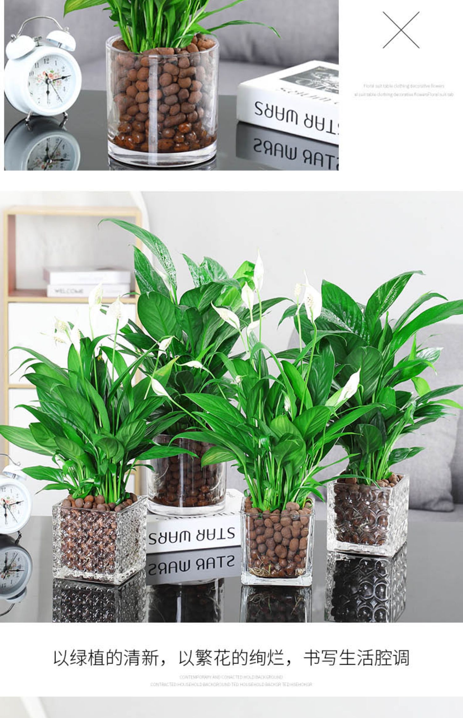 红掌白掌盆栽年宵花卉植物室内好养水培一帆风顺水养四季常青绿植