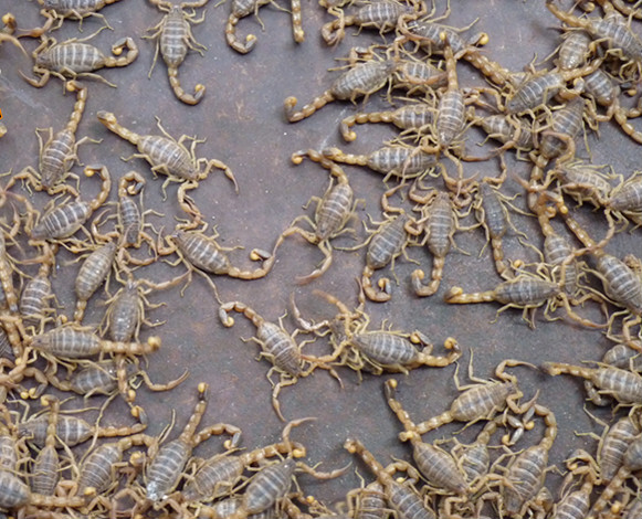 生蝎子十足全蝎50g新鲜昆虫产发