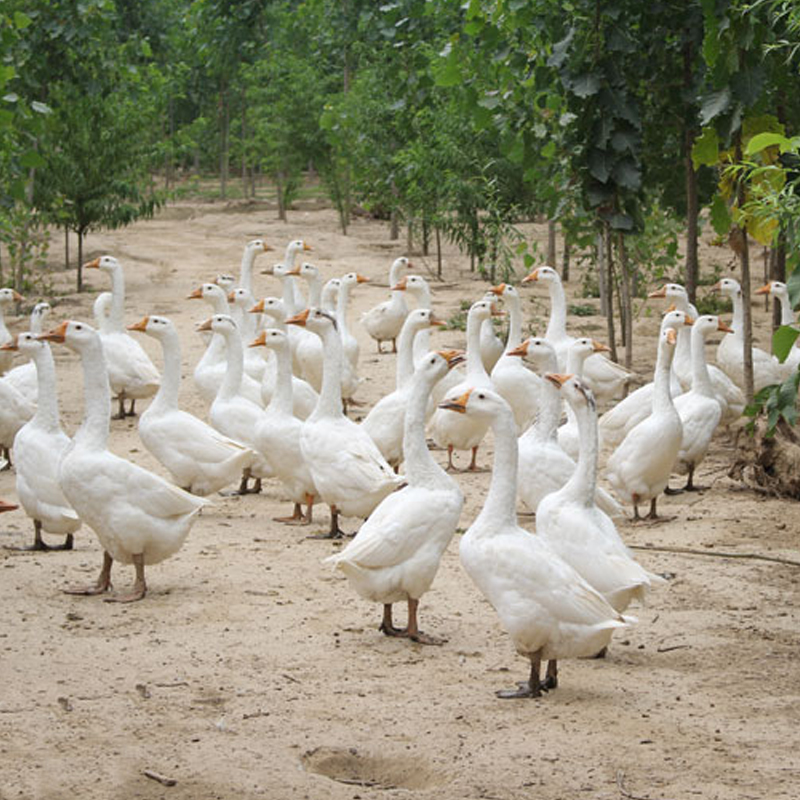 【江苏乡村振兴】【财政集采】【丰县】苏米丰 散养老鹅2只装(现杀 光