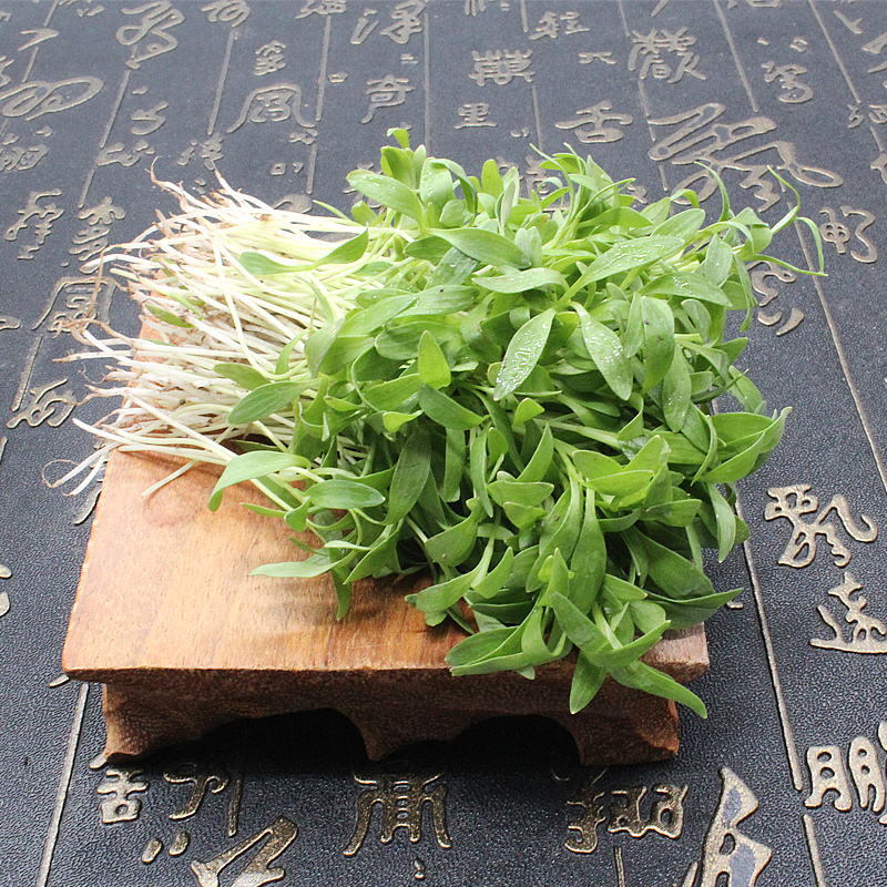 香菜苗可食用芽苗新鲜蔬菜菜装饰盒装日天生鲜可开发票