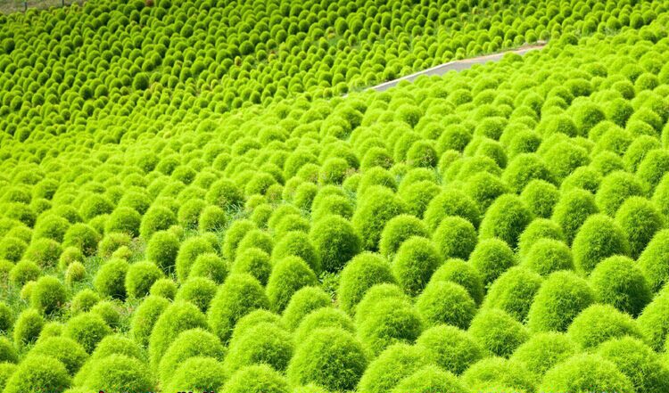 子喧绿叶地肤种子园林景观绿化红叶地肤植物种子花花海种子公斤