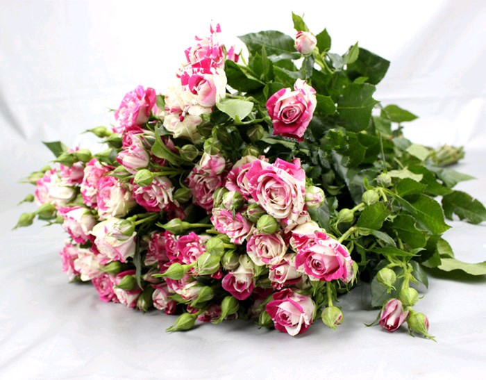 阳台微型月季闪电舞条纹多头盆栽微月观花绿植四季花卉绿色植物