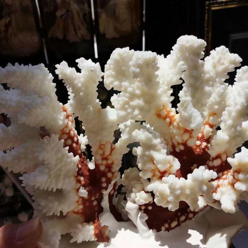 水族箱天然白珊瑚石珊瑚树贝壳海螺创意鱼缸造景装饰摆件饰品礼物810