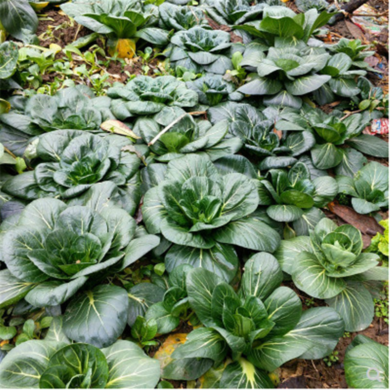 四倍体黑大头青菜种子青梗菜种子油菜种籽耐寒苏州青菜籽蔬菜种子