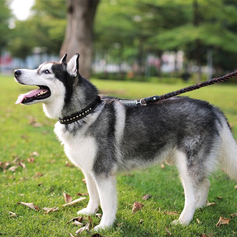狗狗牵引绳中大型犬遛狗绳阿拉斯加金毛拉布拉多二哈项圈牛皮狗绳 黑