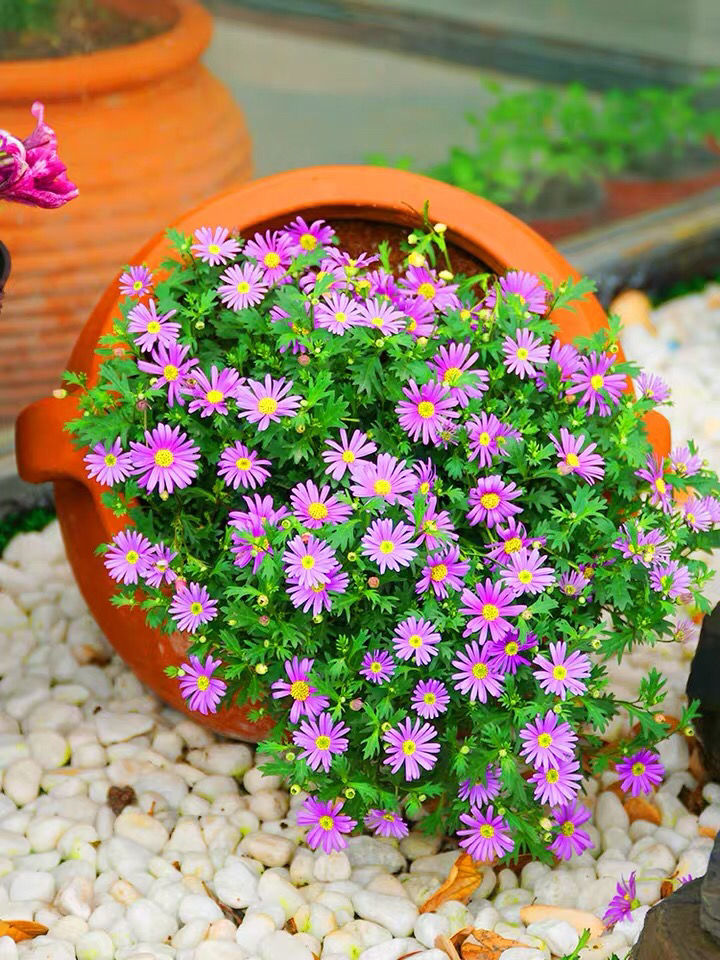 姬小菊盆栽花苗阳台庭院花卉耐热耐寒多年生草花带花苞发货紫色姬小菊