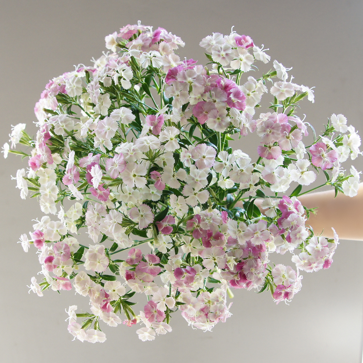 xj相思梅鲜花家用室内家庭速递插花爱人长辈石竹梅可开发票