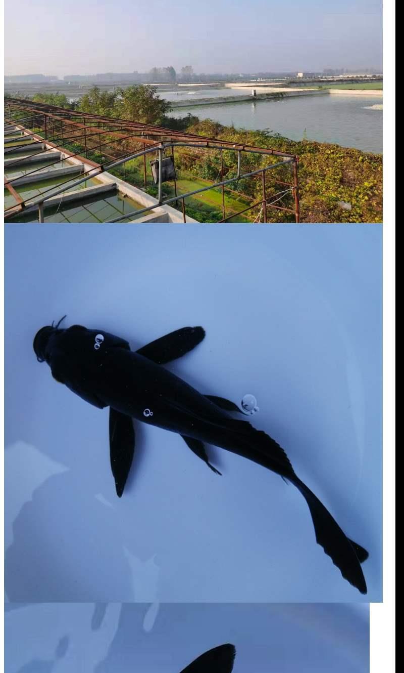 湛航宠物日用 黑金锦鲤鱼鱼 黑色金鱼活鱼冷水易活纯种龙凤乌金锦鲤