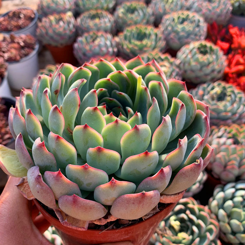 艳姬大单头多肉植物盆栽花卉绿植云南露养基地直发大单头叶展11厘米