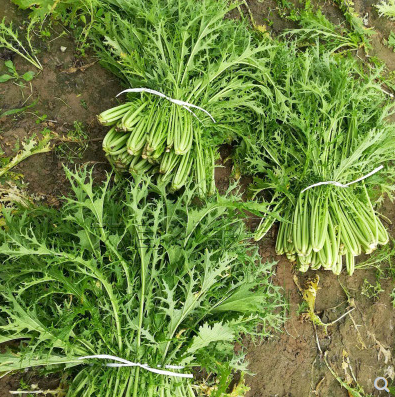 雪里蕻种子细叶排菜花叶雪菜九头鸟雪里红种籽菜园露天蔬菜种子